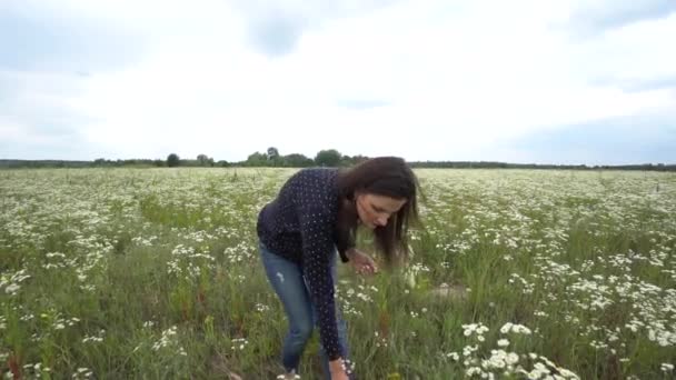 Mujer embarazada recogiendo flores de manzanilla . — Vídeos de Stock