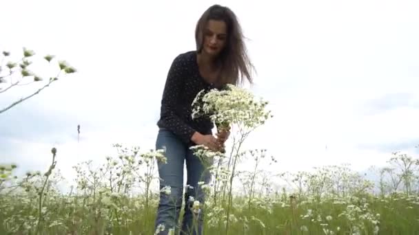 Mujer embarazada recogiendo flores de manzanilla . — Vídeos de Stock