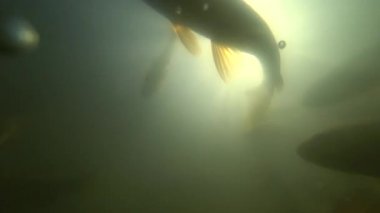 Vahşi Sazan su altında yüzmek