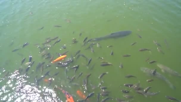 Top view shot of Koi fish, Fancy Carp are swimming in pond — Stock Video