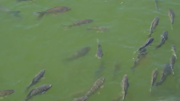 Vista dall'alto tiro di pesci Koi, Carpa fantasia stanno nuotando nello stagno — Video Stock