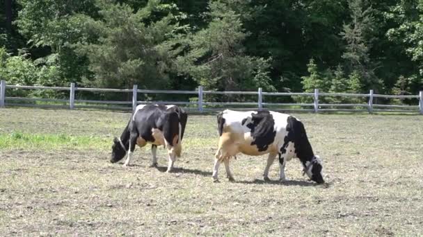 Las vacas pastan en un pasto en un día de verano. Vacas de rebaño en un pastizal de verano . — Vídeos de Stock