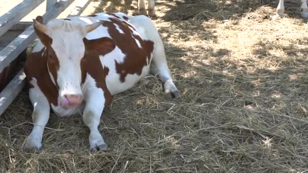 Kuh liegt im Schatten — Stockvideo