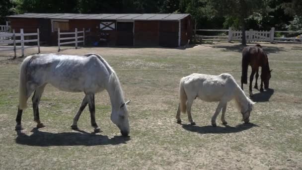 Chevaux mangeant de l'herbe sur le terrain . — Video