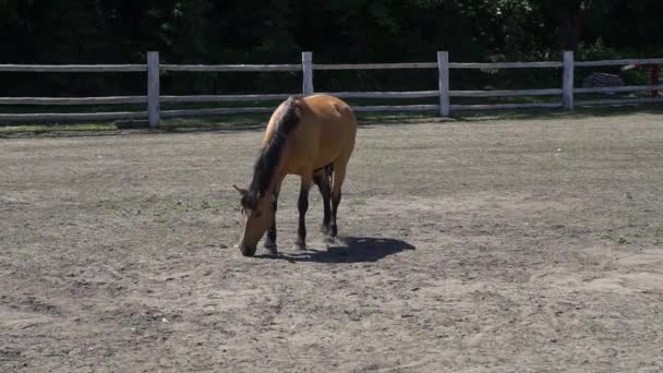 Cavalo comendo grama no campo . — Vídeo de Stock