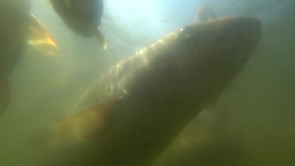 Vahşi Sazan su altında yüzmek — Stok video