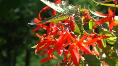 Rüzgar şehir hızıyla yatakta çiçek kırmızı küçük çiçekler.