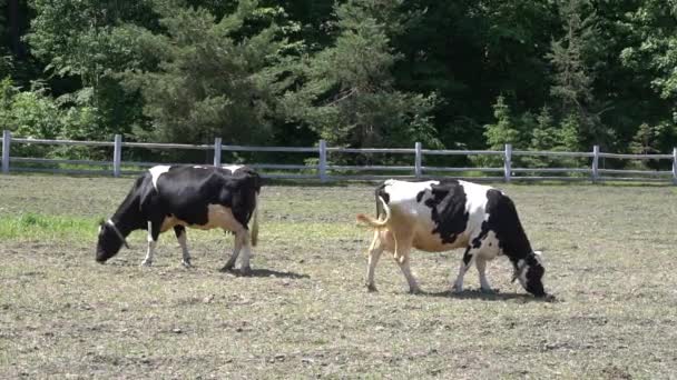 Les vaches paissent dans un pâturage un jour d'été. Vaches de troupeau sur un pâturage d'été . — Video