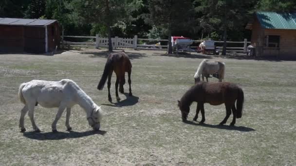 Chevaux mangeant de l'herbe sur le terrain .