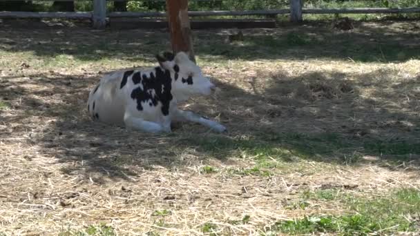 Vache couchée dans l'ombre — Video