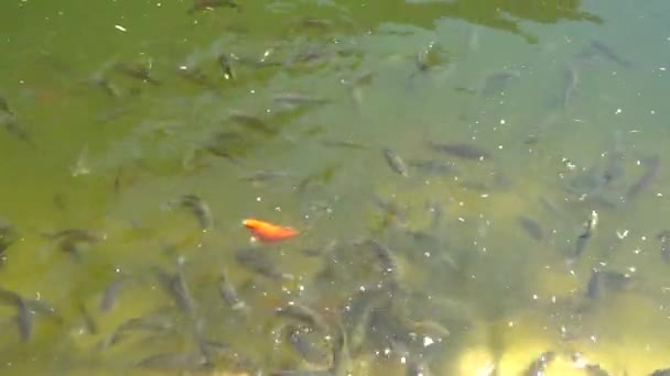 Vista superior de peces Koi, Fancy Carp están nadando en el estanque — Vídeos de Stock