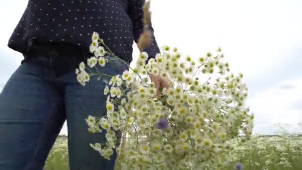 Mujer embarazada recogiendo flores de manzanilla . — Vídeos de Stock