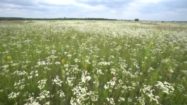 Vinç üstten görünüm çiçek yakın ve sinek papatya çiçeği ile vurdu.