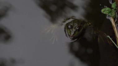 Kurbağa yüzme ve su birikintisi içinde croaking.
