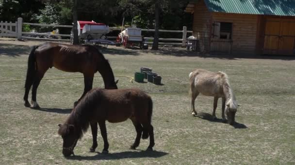 Лошади едят траву на поле . — стоковое видео