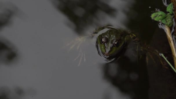 Frog simning och kraxande i damm. — Stockvideo