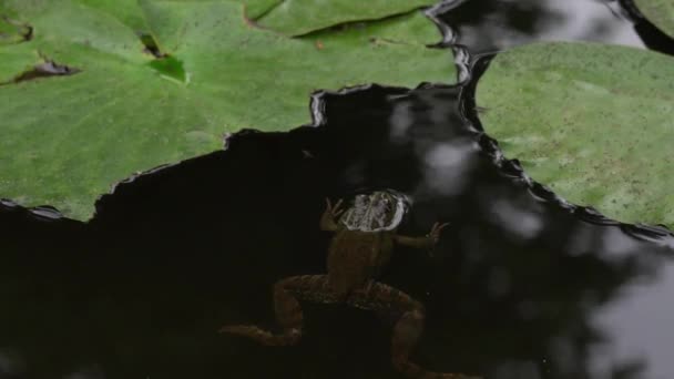 Frog simning och kraxande i damm. — Stockvideo