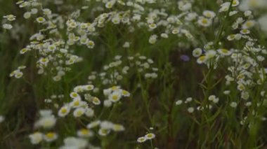 Vinç üstten görünüm çiçek yakın ve sinek papatya çiçeği ile vurdu.