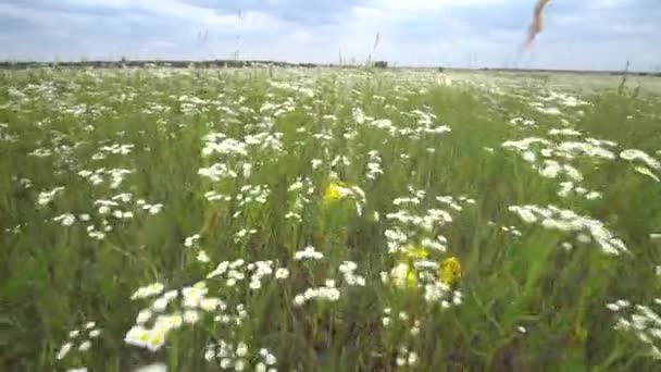 Crane shot from top view to flowers close up and fly through Chamomile flowers. — Stock Video