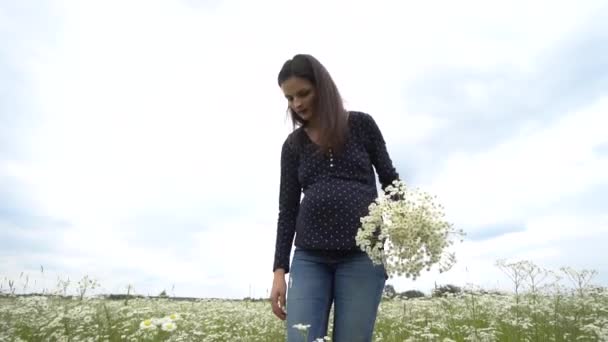 Mujer embarazada recogiendo flores de manzanilla . — Vídeos de Stock