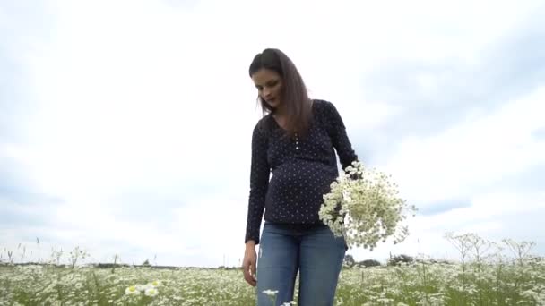 Zwangere vrouw plukken kamille bloemen. — Stockvideo