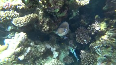 Küçük bir sohal surgeonfish veya sohal tang, Acanthurus sohal