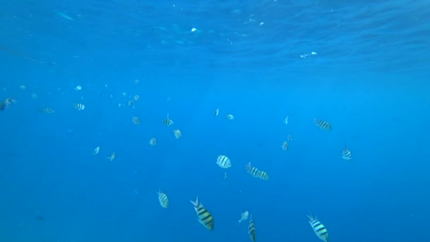 Scuola di sergente Indo-Pacifico nuota sulla barriera corallina, Mar Rosso, Egitto — Video Stock