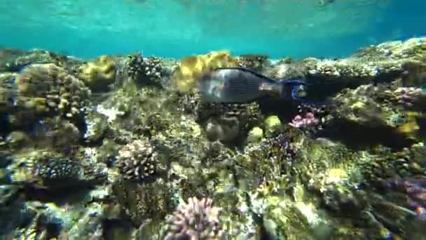Küçük bir sohal surgeonfish veya sohal tang, Acanthurus sohal — Stok video