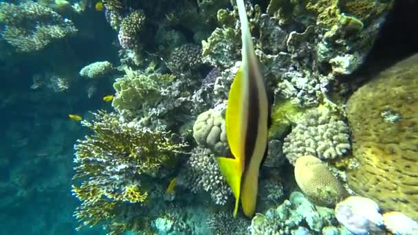 Tvättbjörn fjärilsfisk i Röda havet, Egypten — Stockvideo