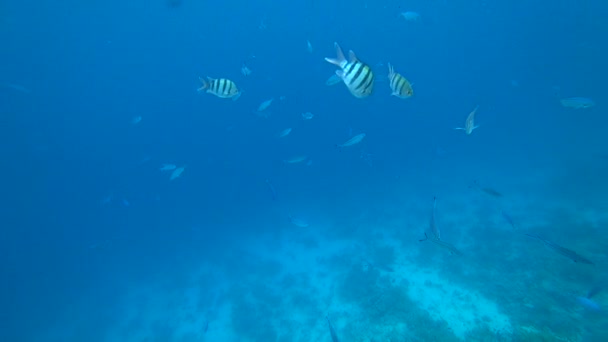School van Indo-Pacific sergeant zwemt over koraal rif, rode zee, Egypte — Stockvideo