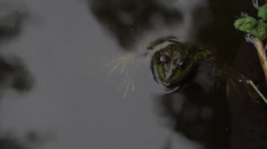 Kurbağa yüzme ve su birikintisi içinde croaking.
