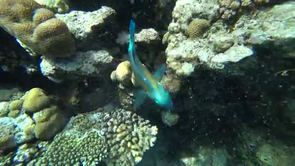 A bright parrot fish sails among the corals of the Red Sea. — Stock Video