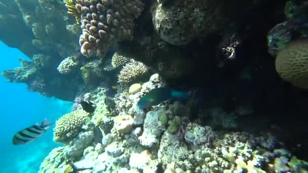 Jasne papugi ryba płynie wśród koralowców z Morza Czerwonego. — Wideo stockowe