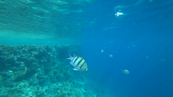 School of Indo-Pacific sergeant swims over coral reef, Red sea, Egypt — Stock Video