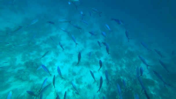 Škola ze žlutoploutvého goatfish Mulloides vanicolensis — Stock video