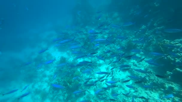 Škola ze žlutoploutvého goatfish Mulloides vanicolensis — Stock video