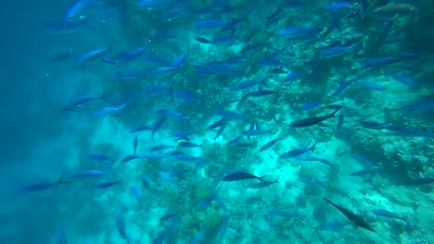 Scuola di pesce capra pinna gialla Mulloides vanicolensis — Video Stock