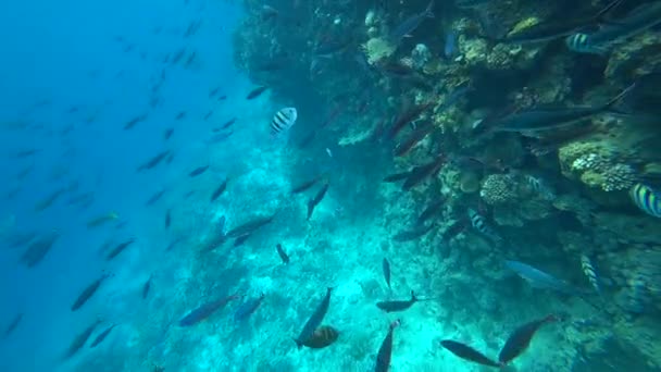 Sárgaúszójú iskolai goatfish Mulloides vanicolensis — Stock videók