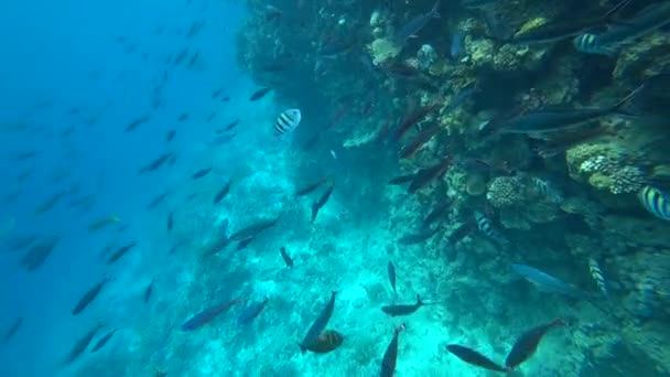 Scuola di pesce capra pinna gialla Mulloides vanicolensis — Video Stock