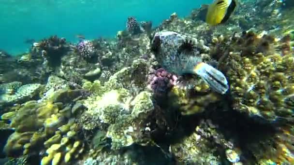 在埃及附近的红海潜水 在五颜六色的珊瑚礁上摆下河豚鱼 — 图库视频影像