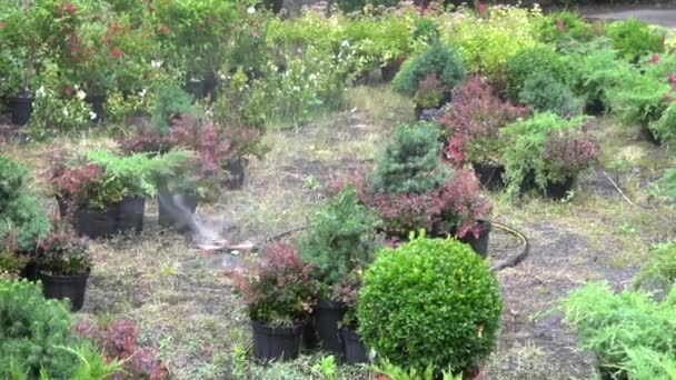 Gartenbewässerung. automatische Beregnungsanlage für Pflanzen und Rasen. — Stockvideo