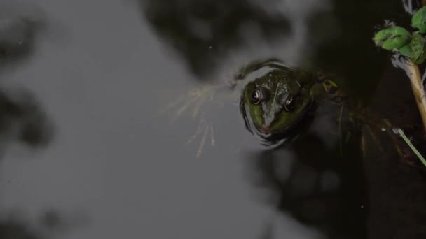 Frog simning och kraxande i damm. — Stockvideo