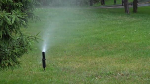 Tuin irrigatie. Automatische sprinkler systeem voor planten en gazon besproeiing. — Stockvideo