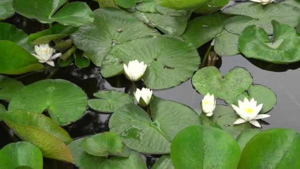 Water lilies swaying on the waves. — Stock Video