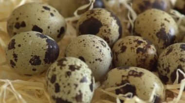 Pack çiğ bıldırcın yumurtası. Döndürme ve portre. Kimse