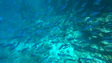 Sarı yüzgeçli okul goatfish Mulloides vanicolensis