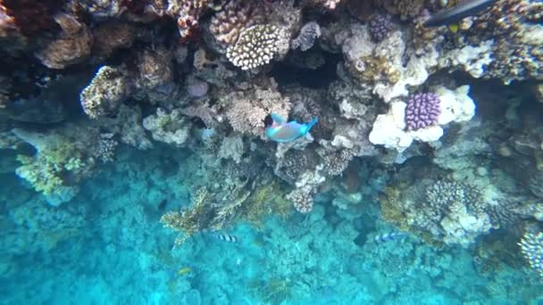 Een heldere papegaaivis zeilen tussen de koralen van de rode zee. — Stockvideo