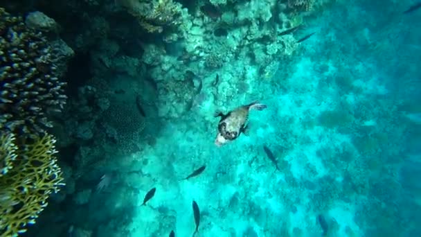 Scufundări în Marea Roşie. Pozand pestele puffer peste reciful colorat de corali . — Videoclip de stoc