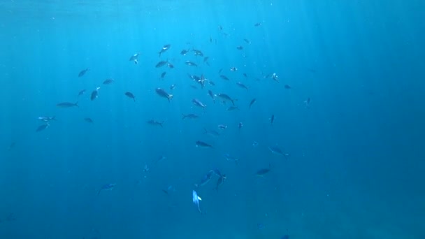 School of Yellowfin goatfish Mulloides vanicolensis — Stock Video