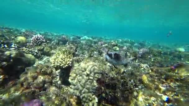 在红海潜水。在五颜六色的珊瑚礁上摆下河豚鱼. — 图库视频影像